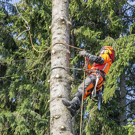 Pihapuiden ja ongelmapuiden kaato - Metsäpalvelu Juho Tähkänen