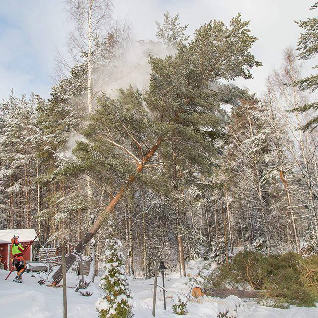 Tontti- ja maisemahakkuut - Metsäpalvelu Juho Tähkänen