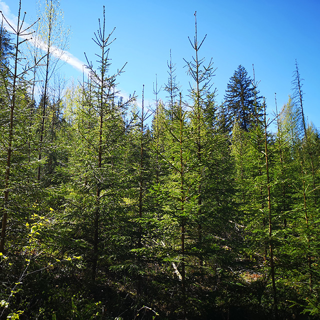 Metsänhoitotyöt - Metsäpalvelu Juho Tähkänen