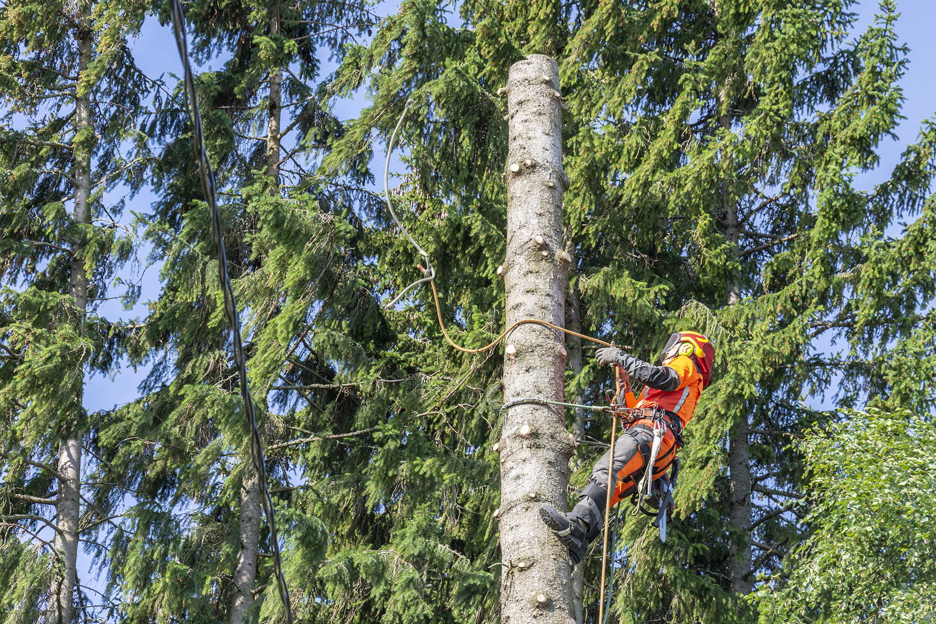 Pihapuunkaato pala palalta - Metsäpalvelu Juho Tähkänen