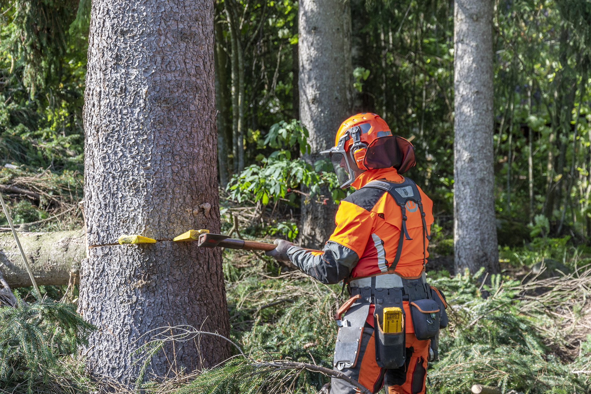 Ammattilaisen käsissä puu kaatuu sinne minne pitääkin - Metsäpalvelu Juho Tähkänen