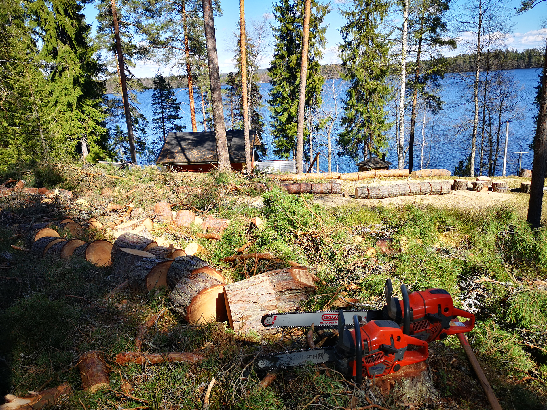 Pihapuut haloiksi tai pois vietynä - Metsäpalvelu Juho Tähkänen